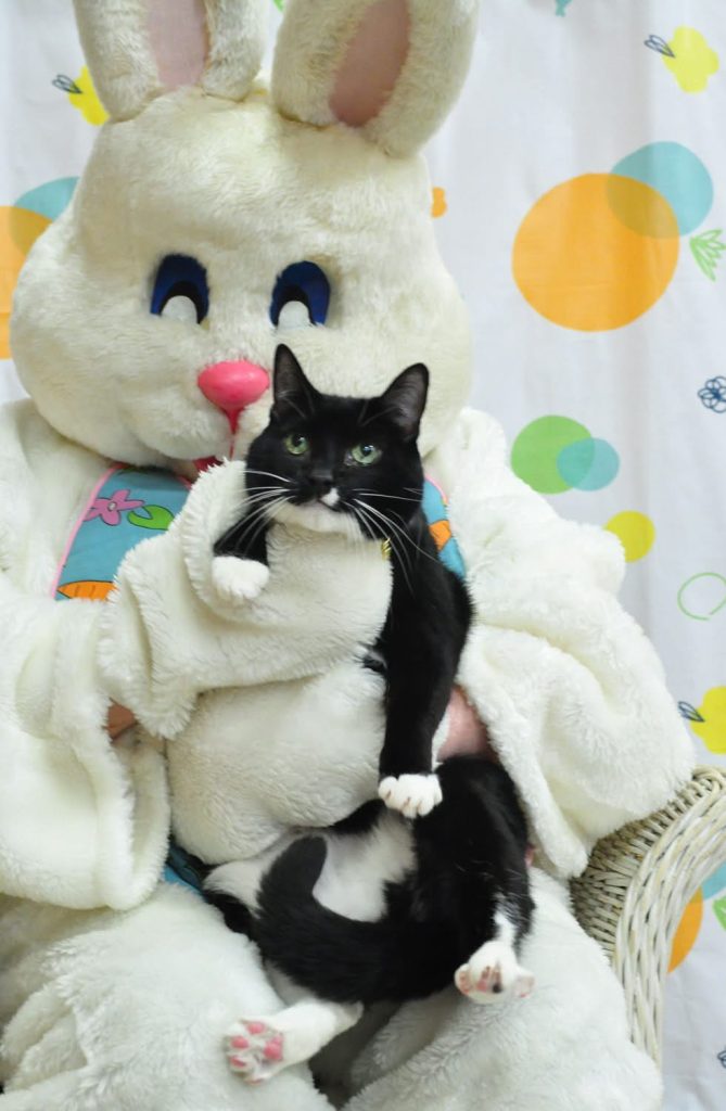 The current image has no alternative text. The file name is: cat.jpg