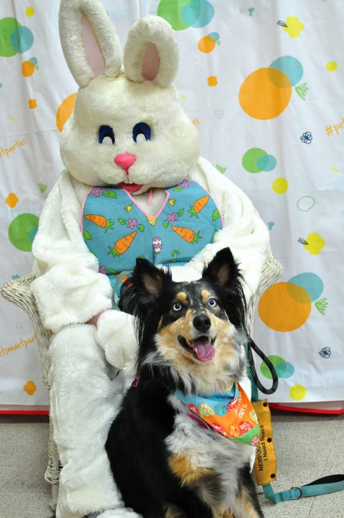 The current image has no alternative text. The file name is: dog.jpg